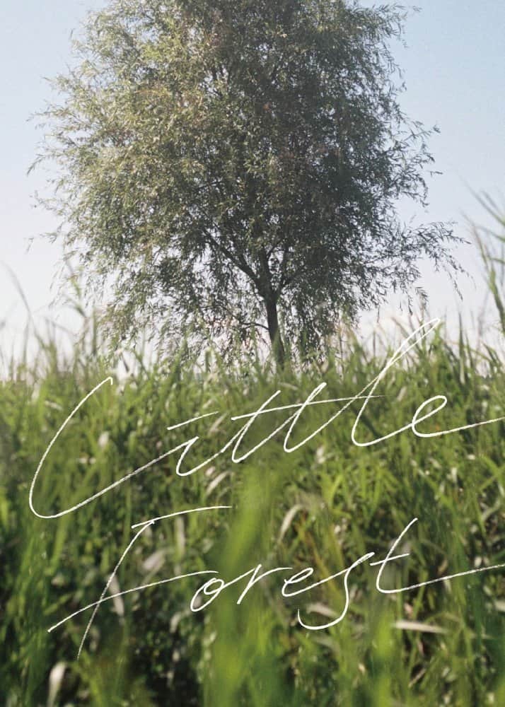 Little Forest